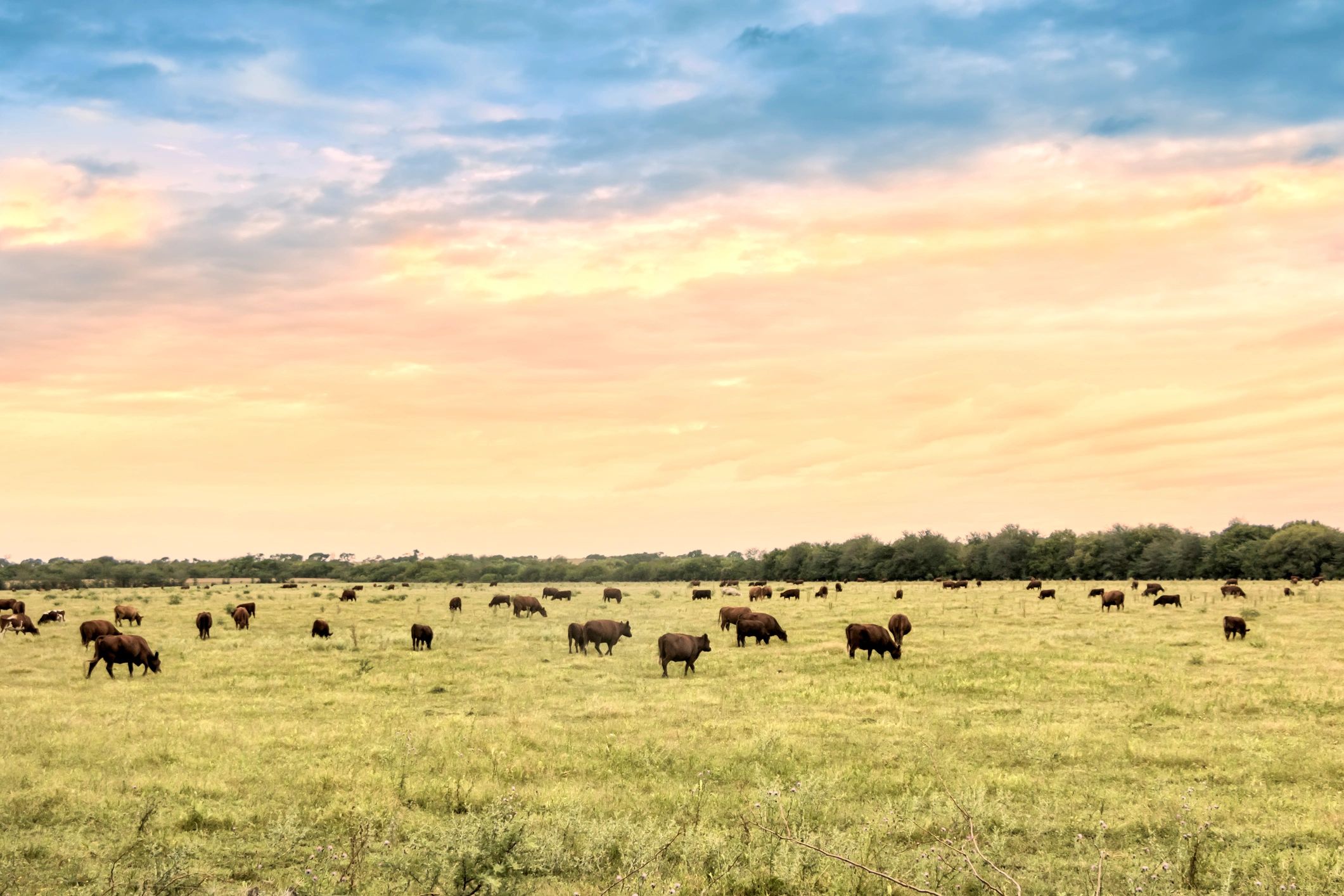 heritage cattle ranch landscape