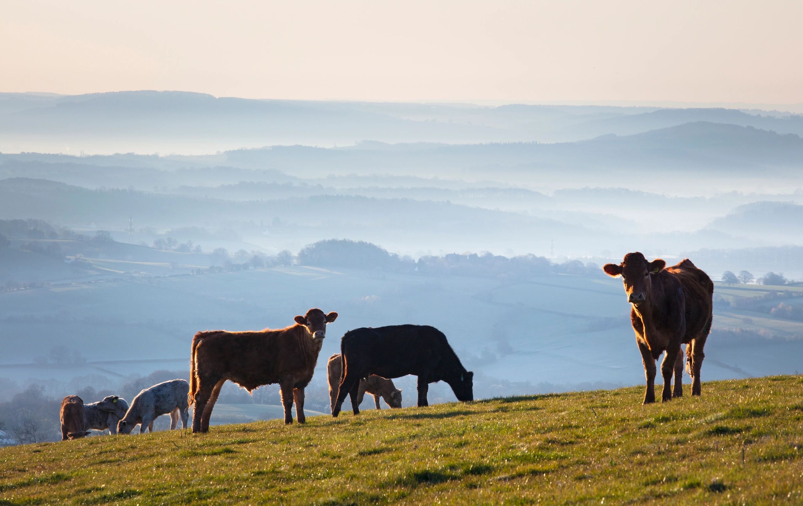heritage cattle grazing pasture