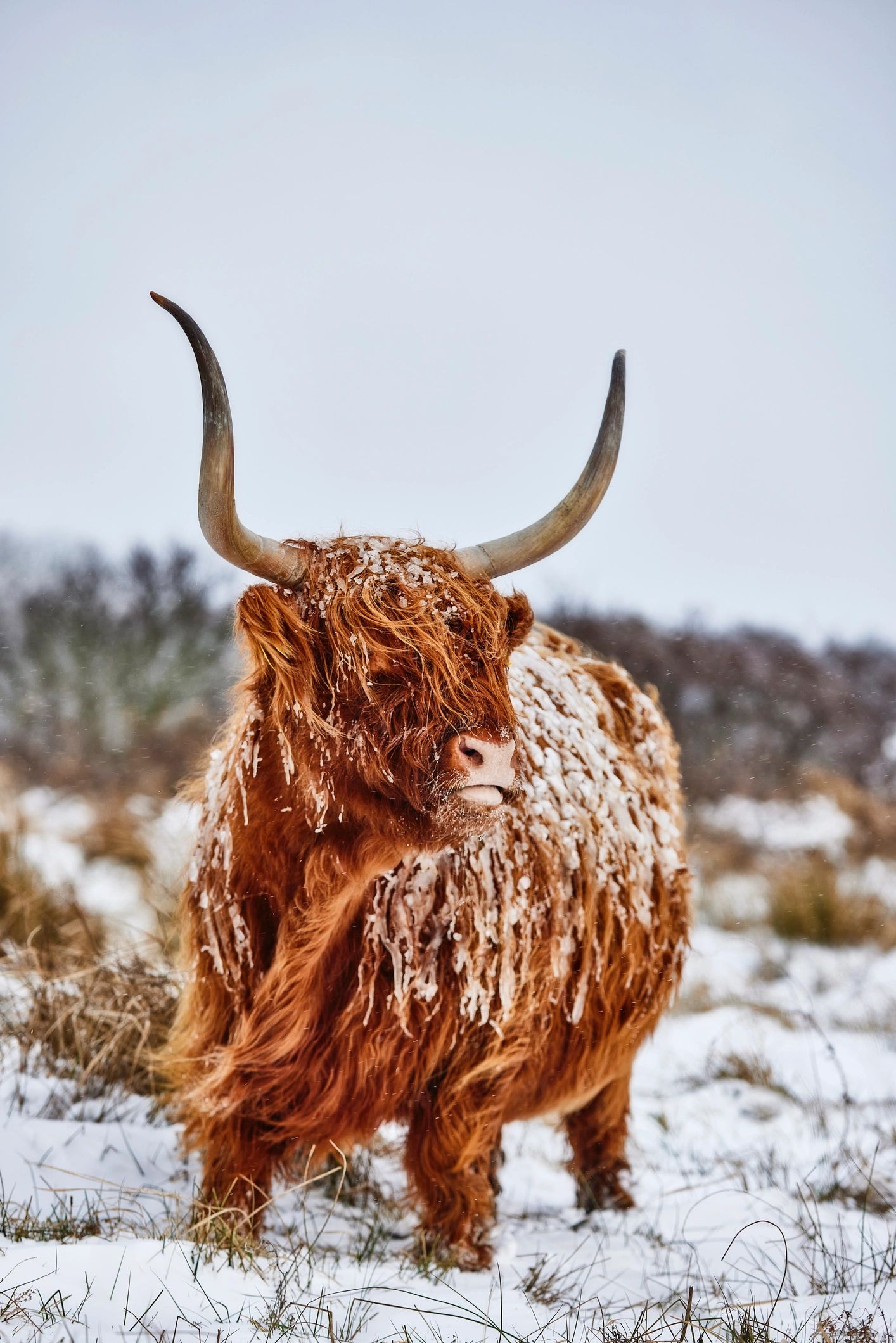 Highland cattle closeup