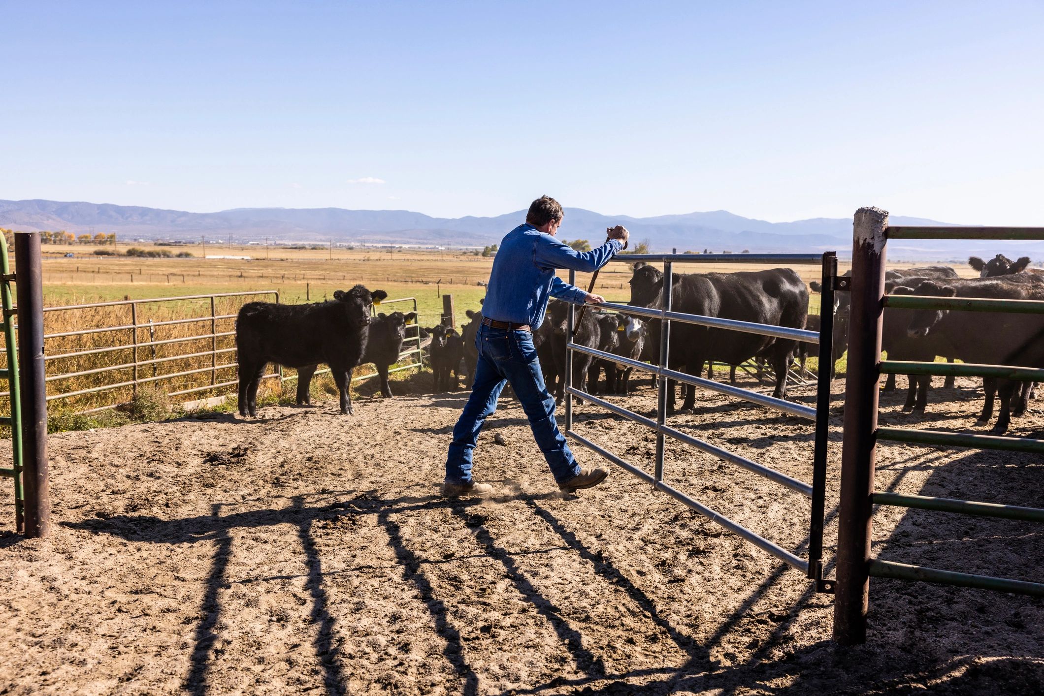 cattle ranch practices agriculture