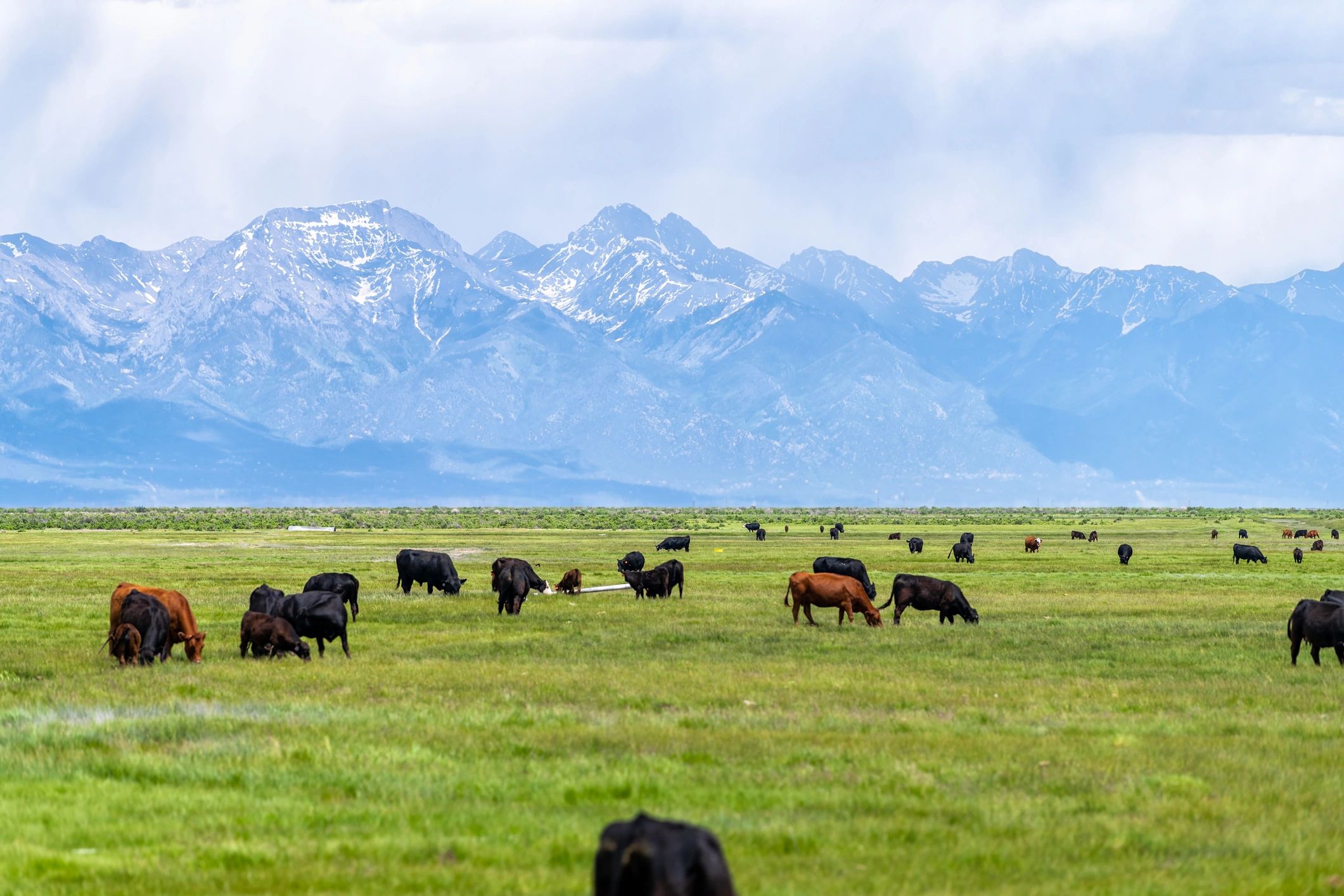 grass-fed beef ranch
