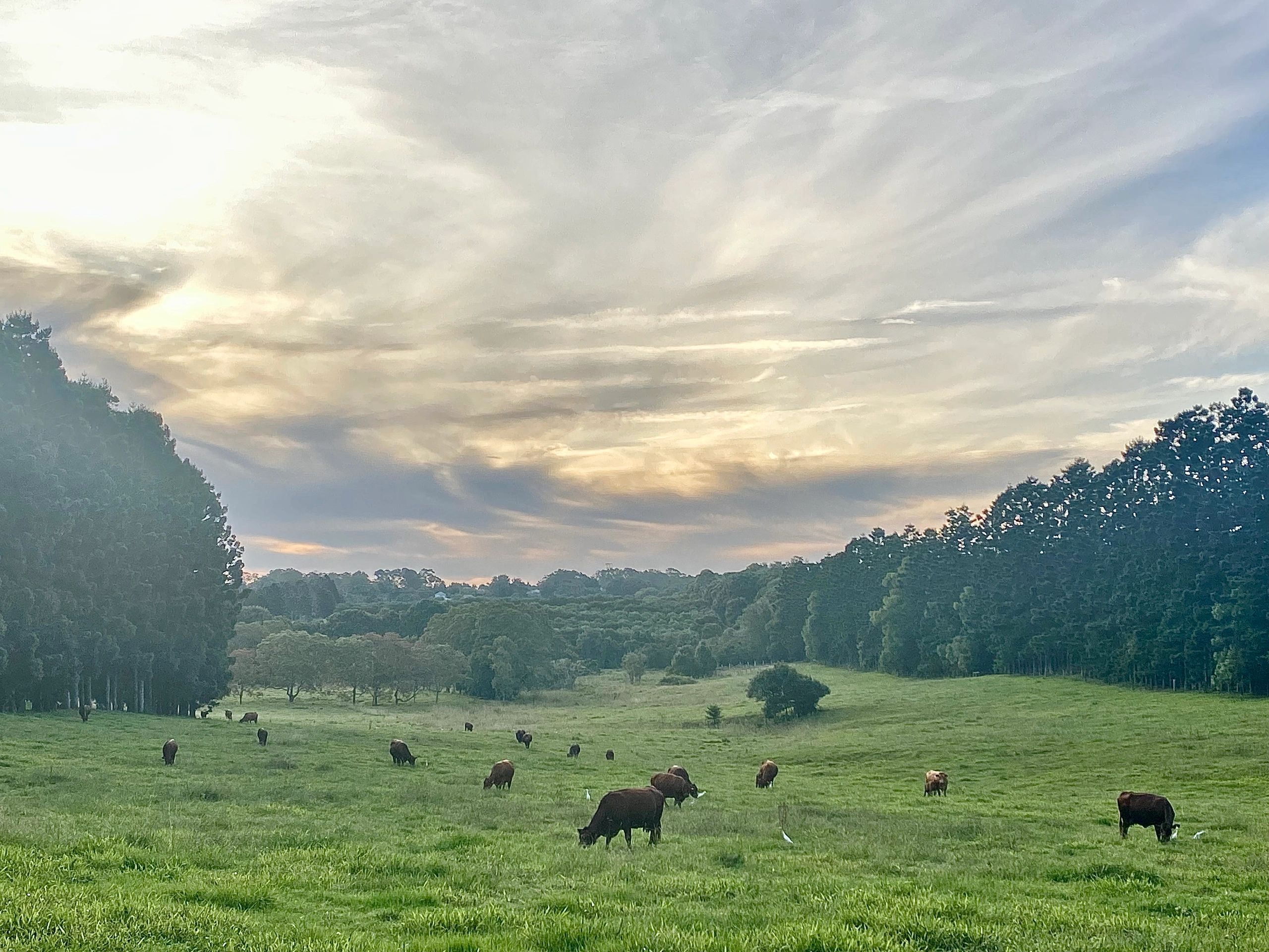 heritage cattle grazing pasture