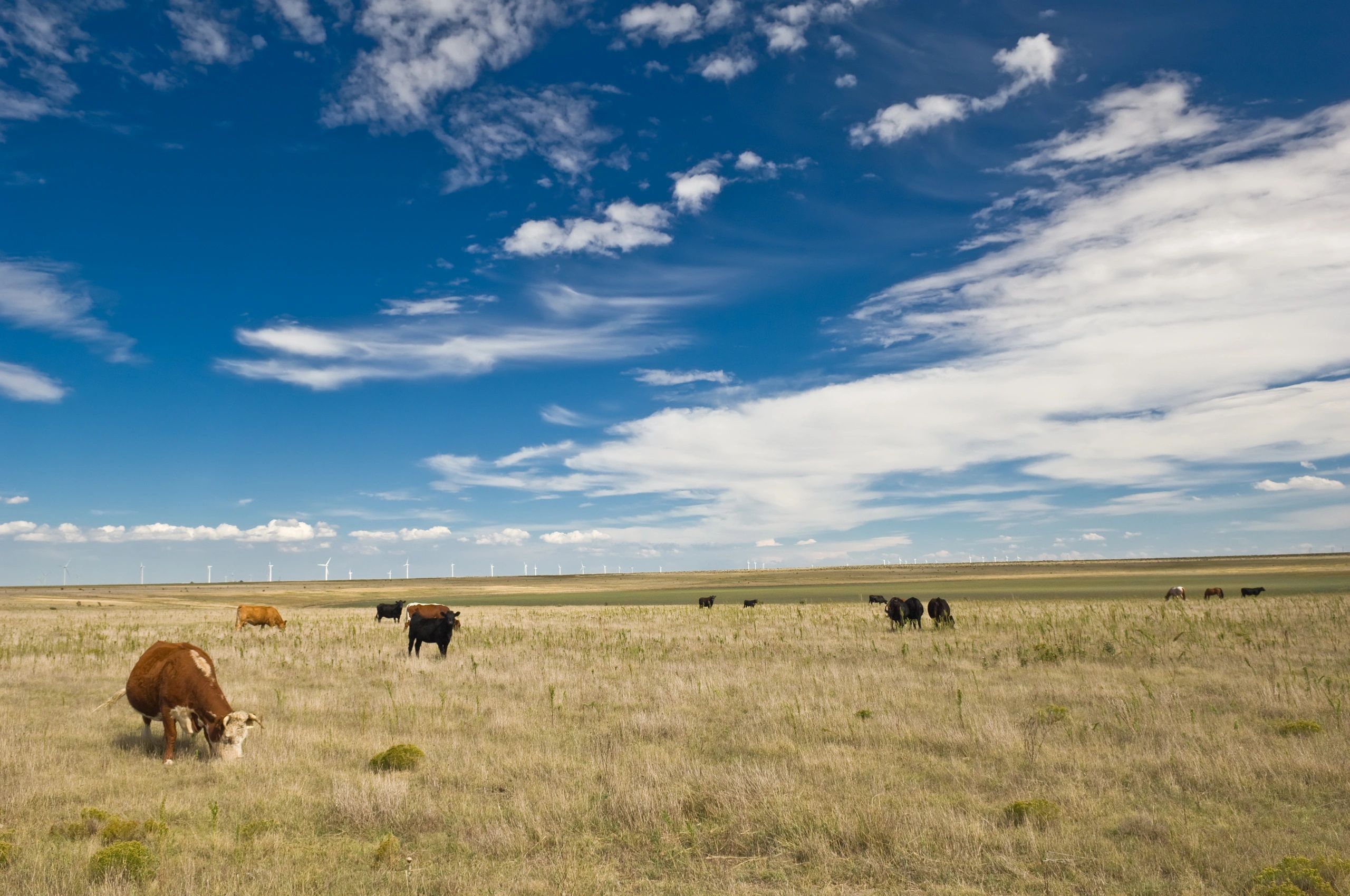 Highland cattle ranch scenic Texas