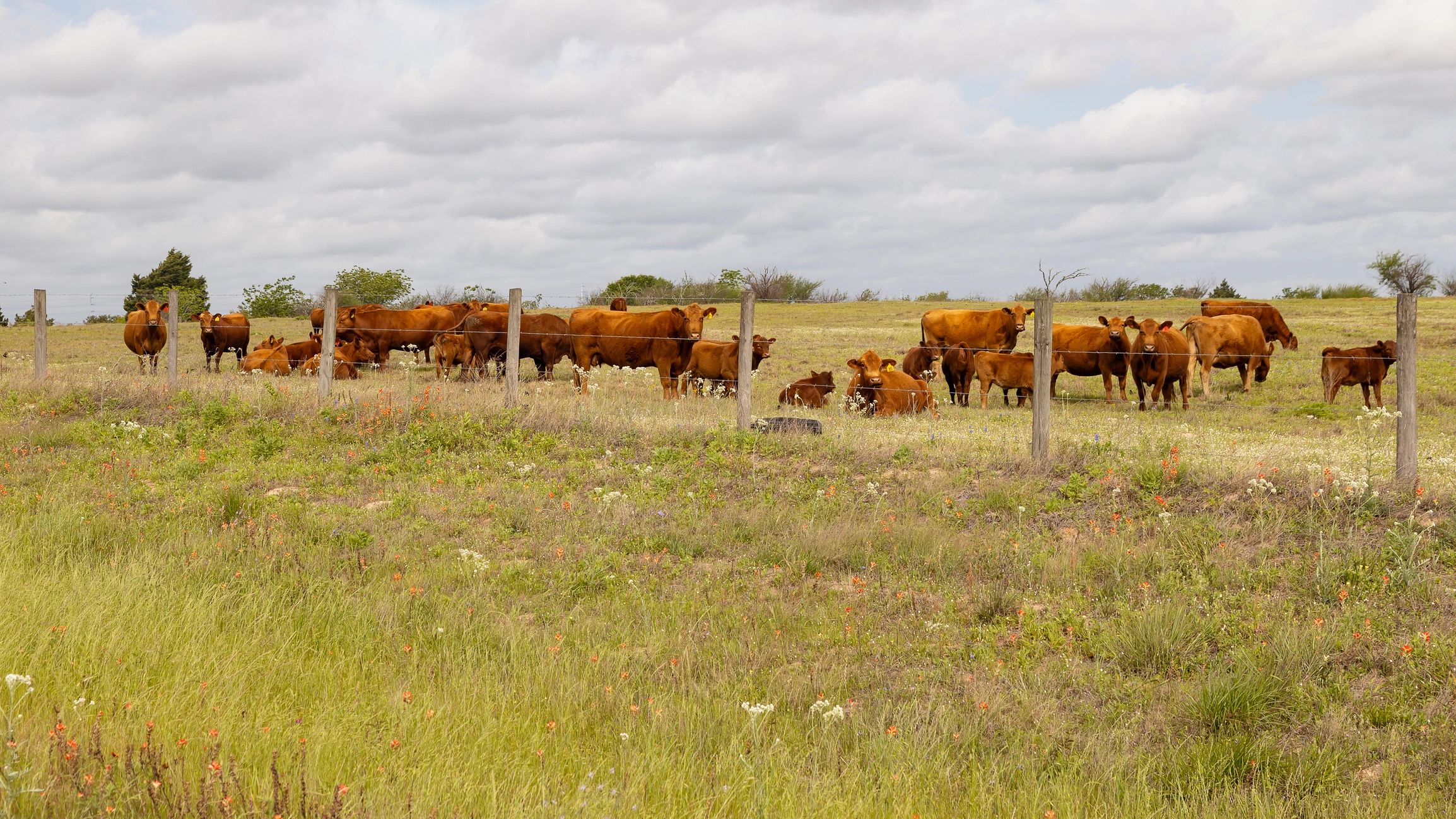 heritage cattle ranch field Texas