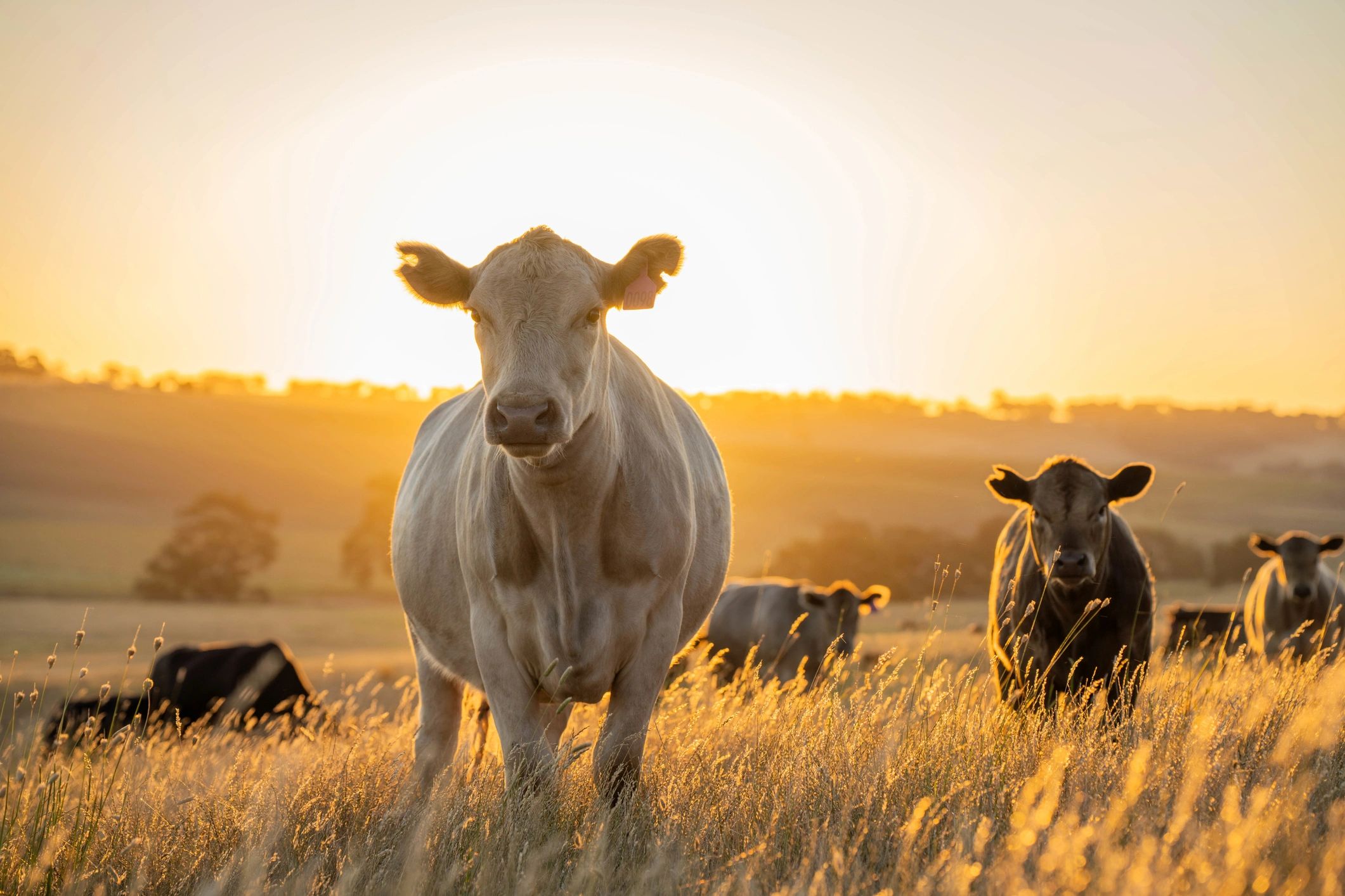cattle grazing in pasture