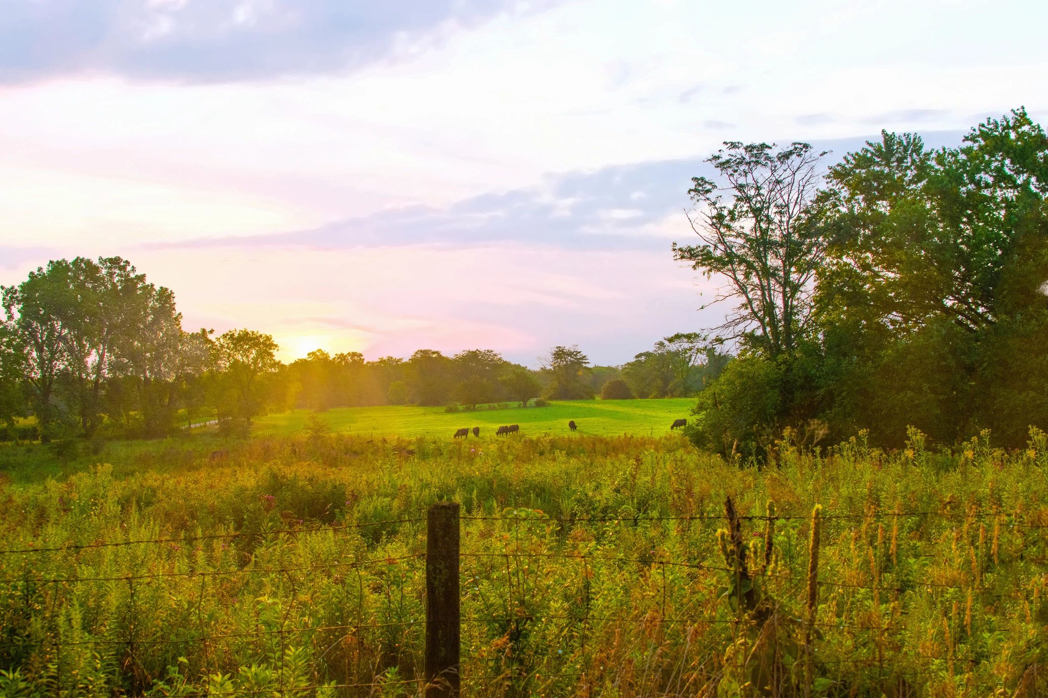 cattle ranch landscape
