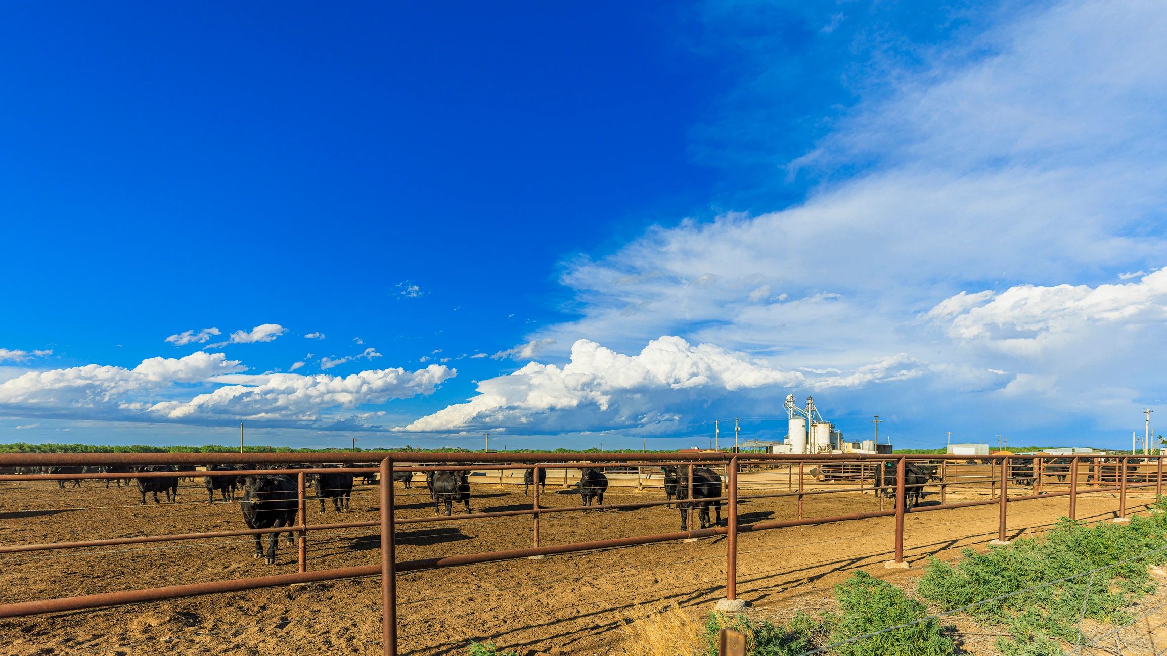 cattle ranch practices agriculture