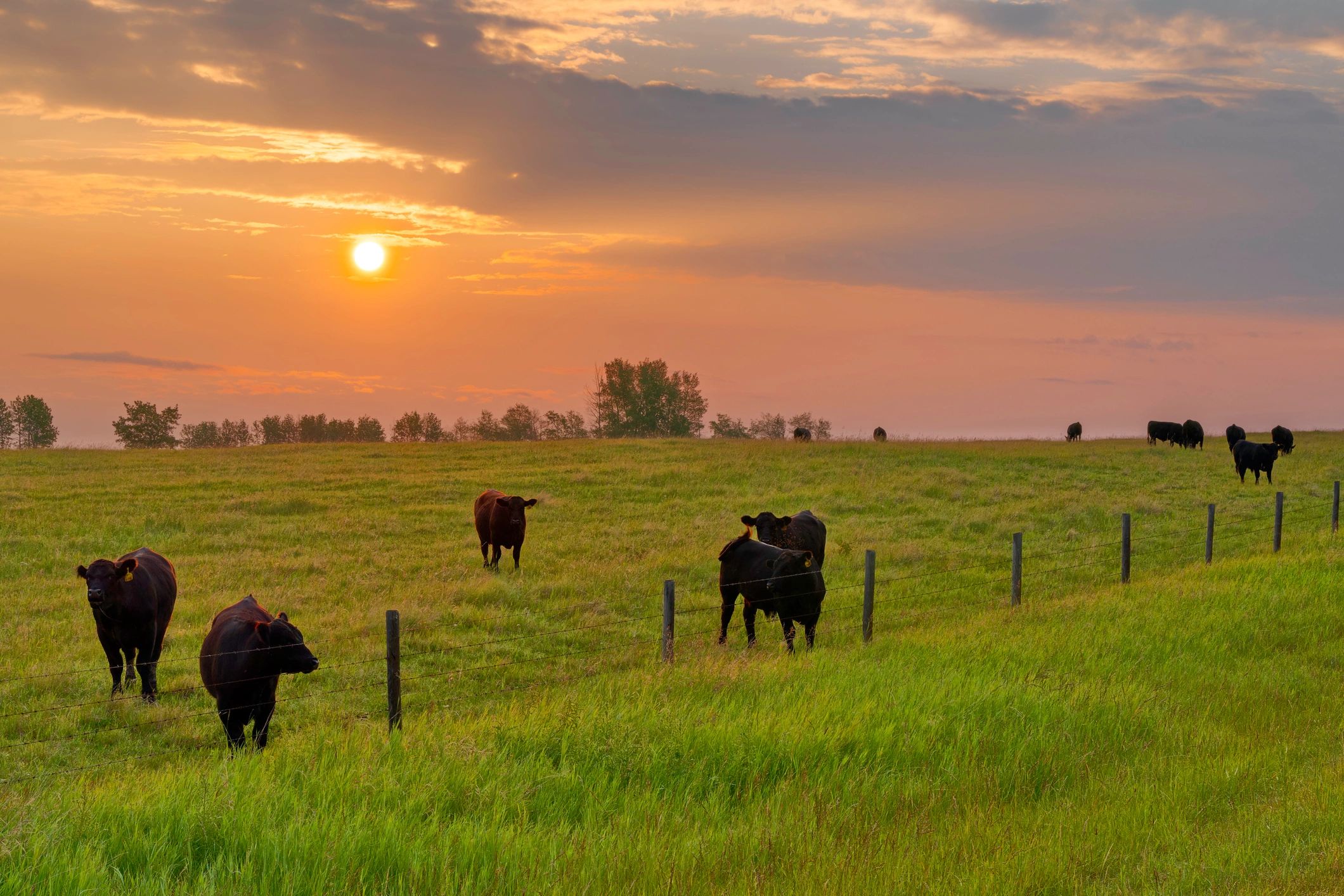 cattle grazing at E-den Ranch