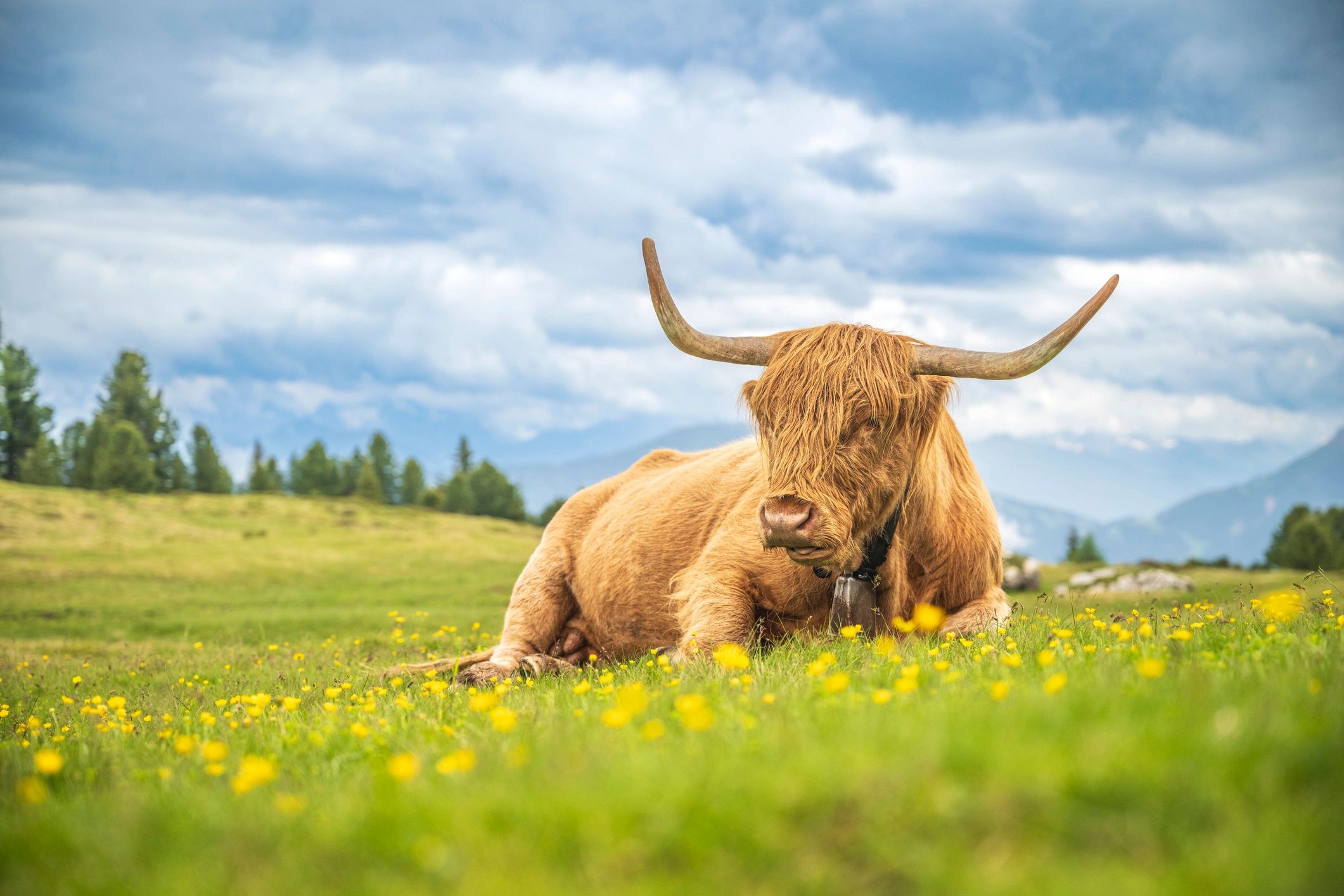 highland cattle pasture