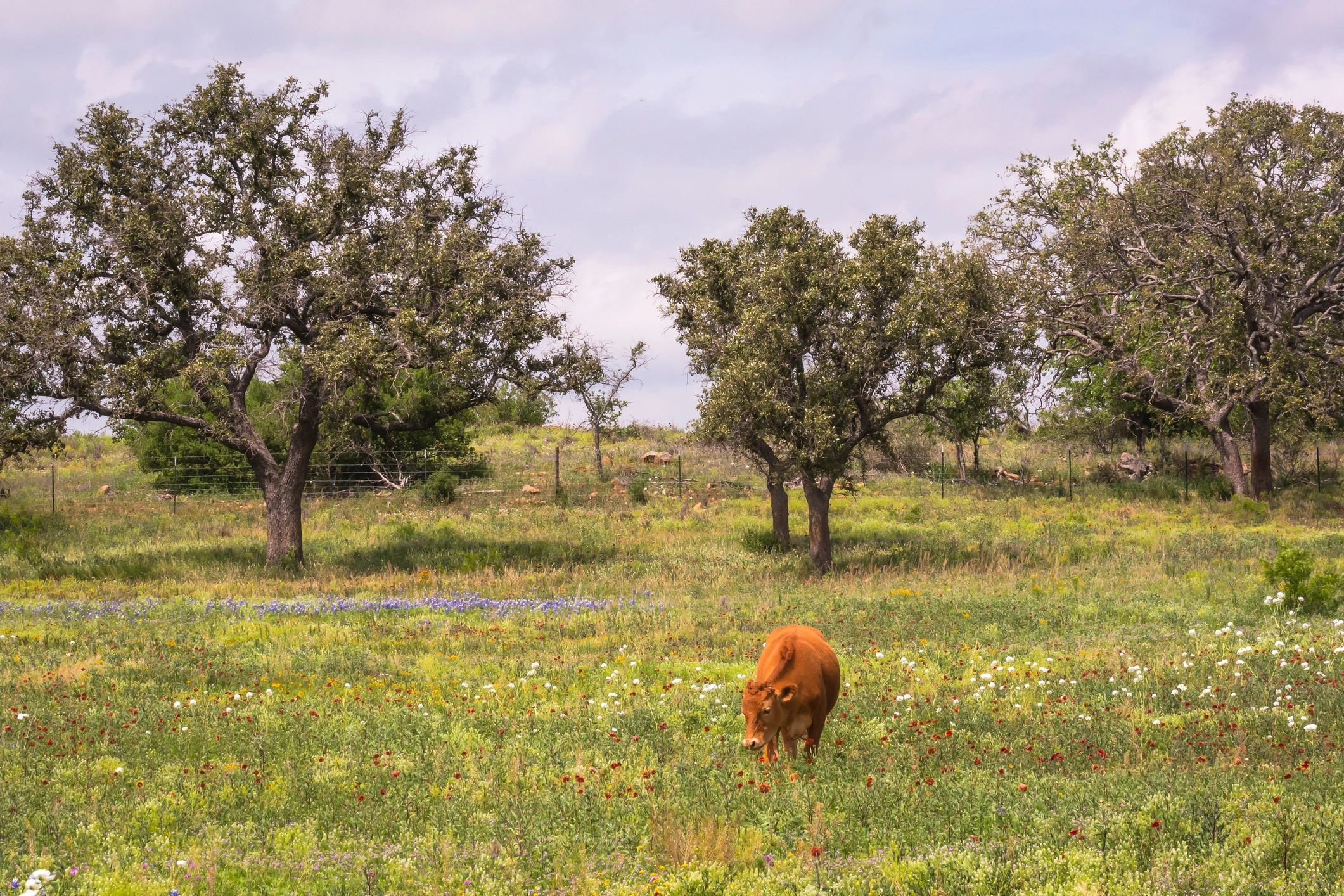 heritage cattle ranch field Texas