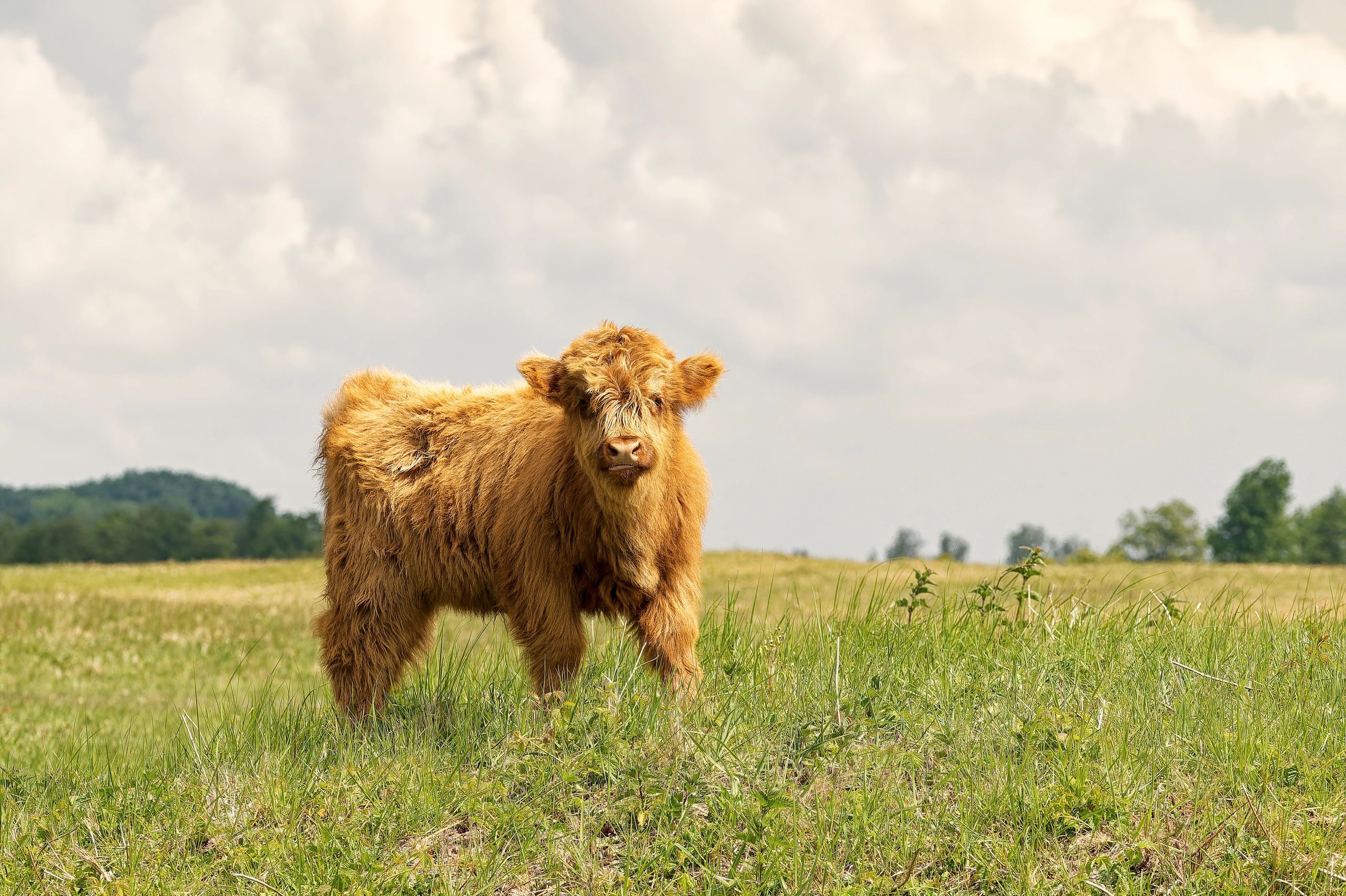 Highland cattle closeup