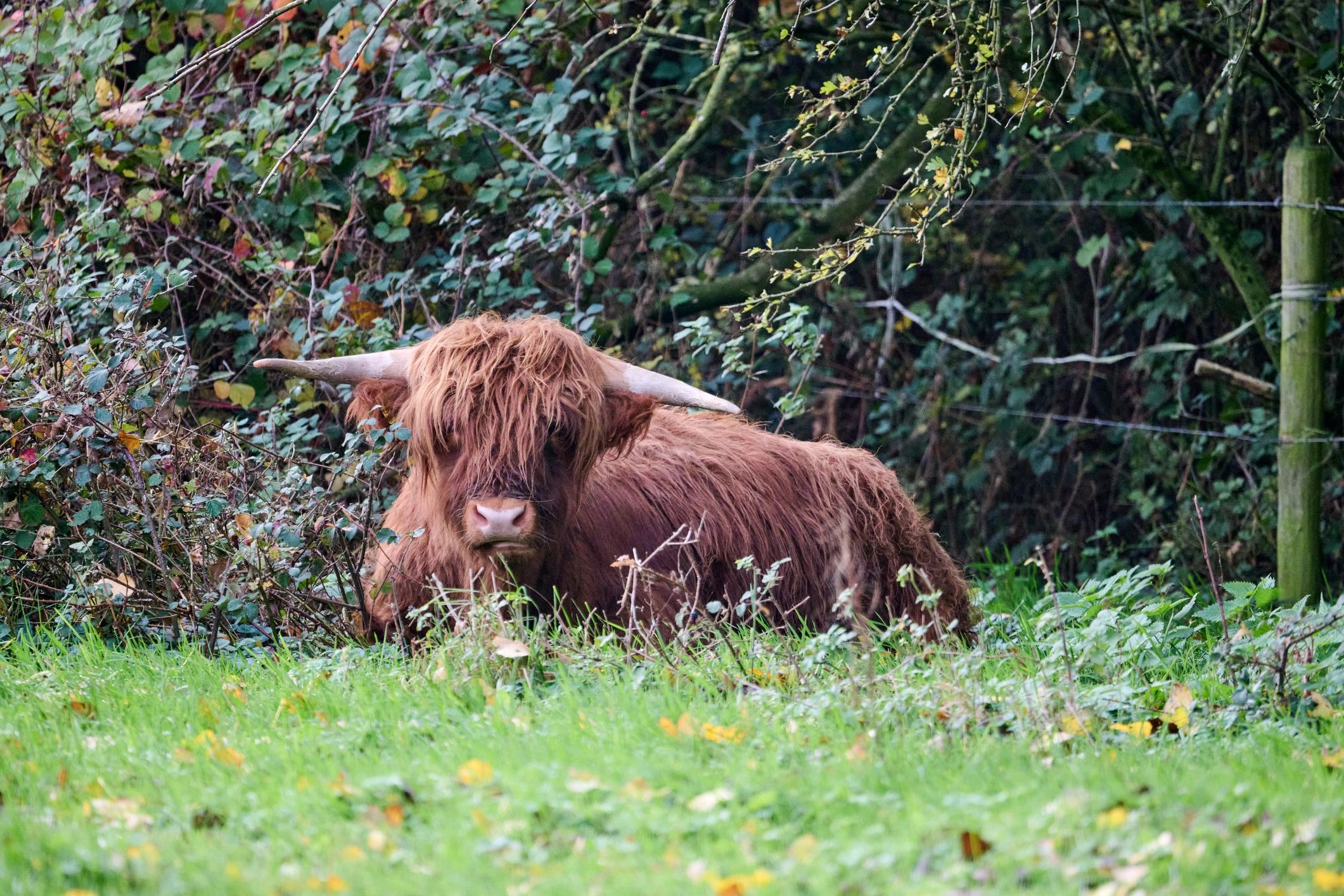 highland cattle pasture