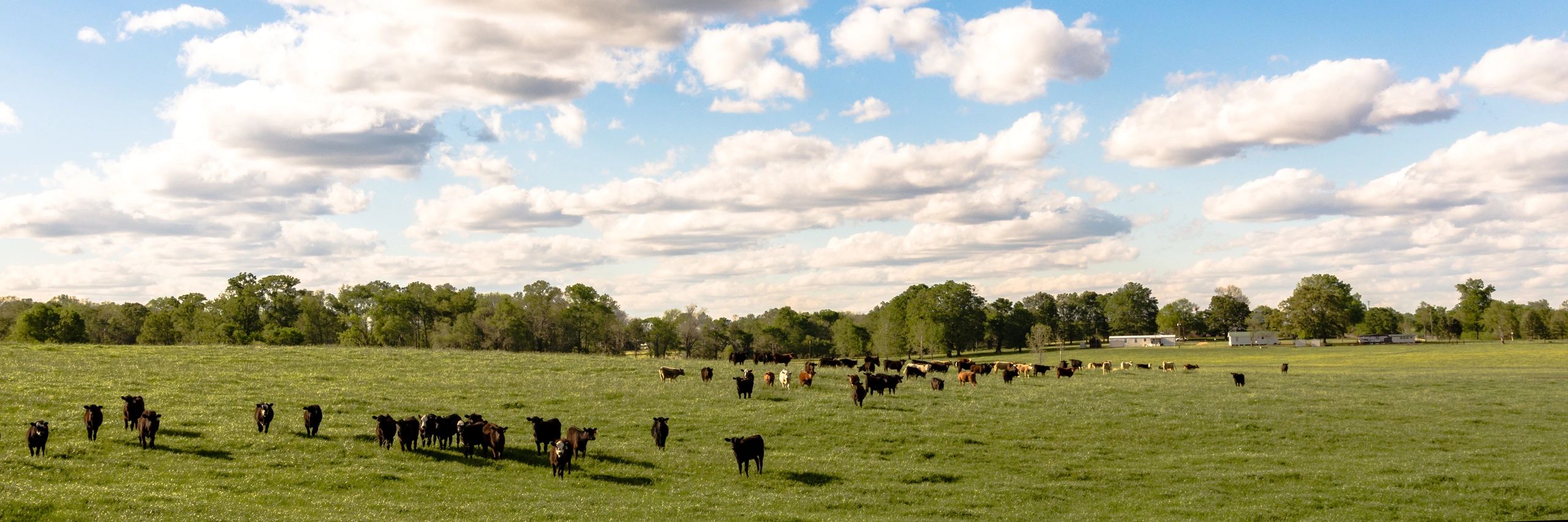 grass-fed cattle sustainable farming